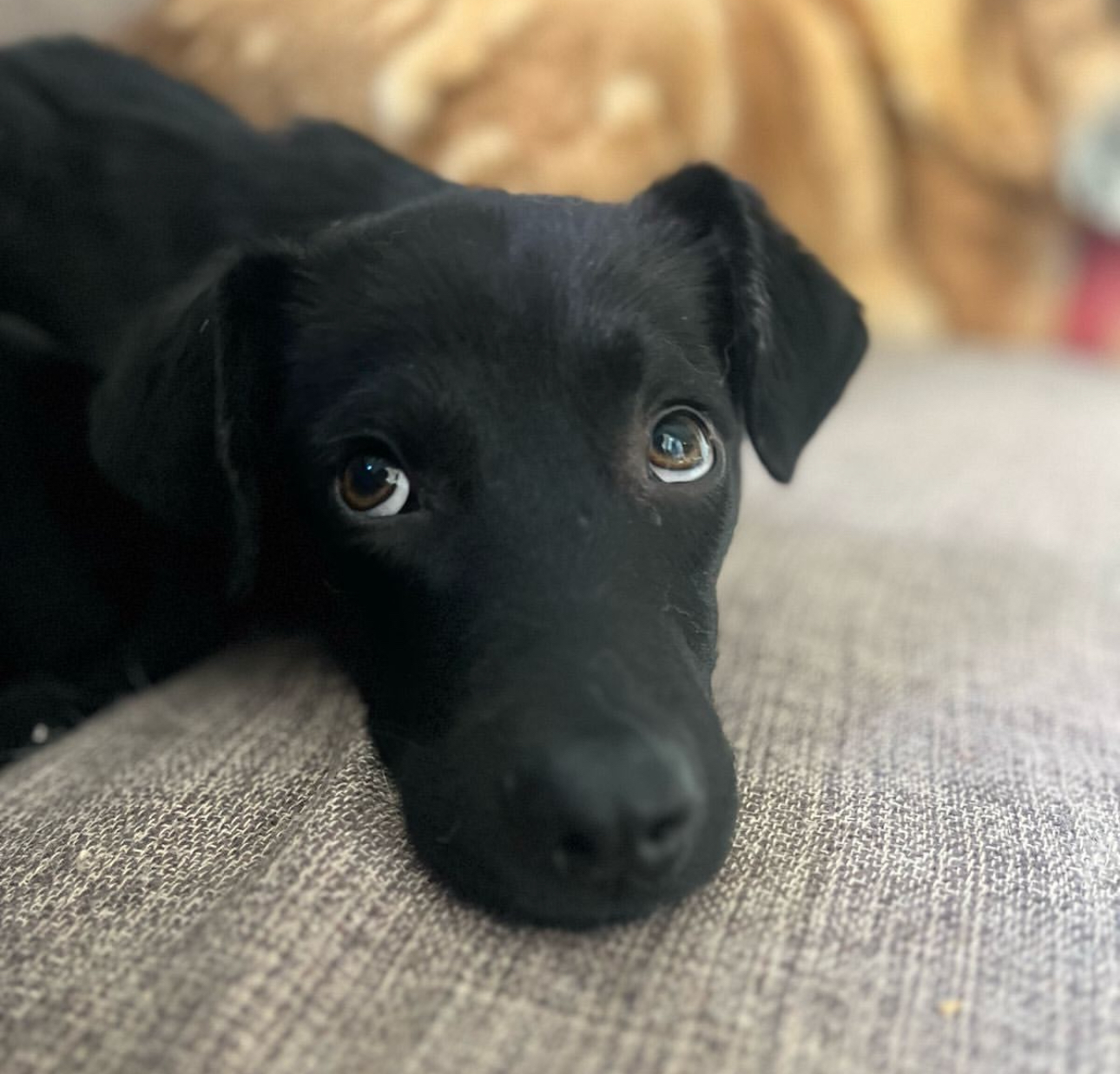 Ciro