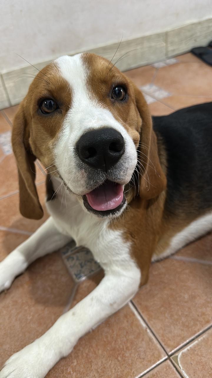 Tobi
