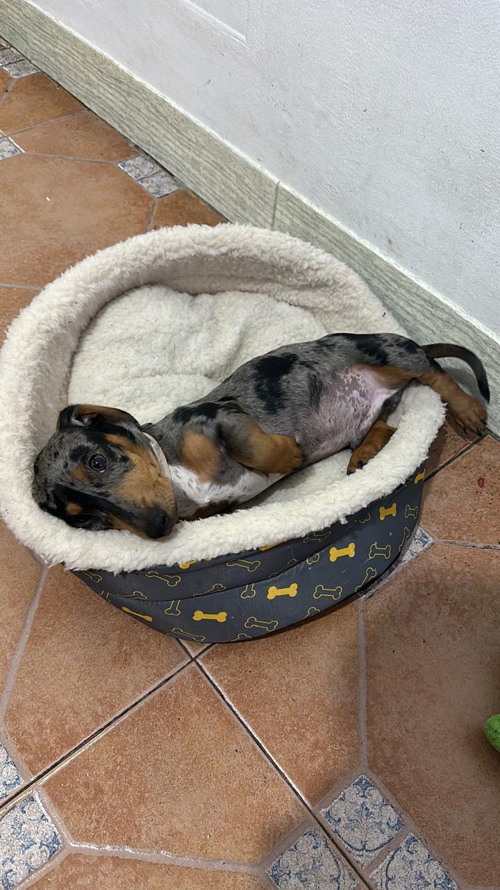 Milo