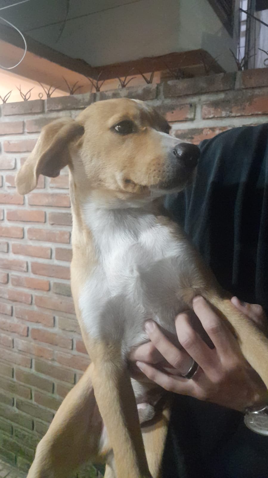 Pequeño